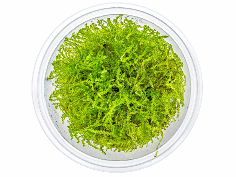 Javamoos - Taxiphyllum barbieri in vitro